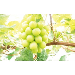 �y��������/�����z�܂邲�ƃt���[�Y���@�V���C���}�X�J�b�g