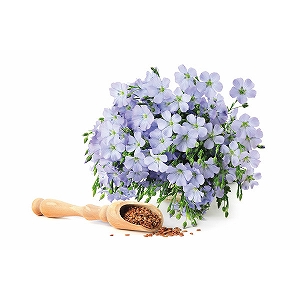 �����@�w���V�[�I�C���o���G�e�B�M�t�g