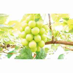 �y����/���������z�܂邲�ƃt���[�Y���@�V���C���}�X�J�b�g