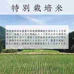�y����/���������z�V���������\�����Y�@�����Ђ�����ʍ͔|�T����